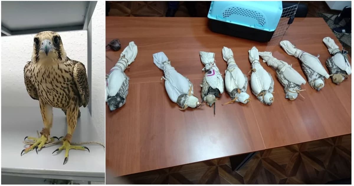Qizil kitobga kiritilgan 280 mln so‘mlik lochinlarni sotmoqchi bo‘lganlar qo‘lga olindi