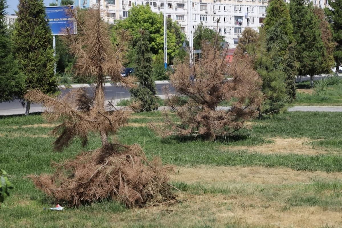 Prezident hududlarda daraxtlar pala-partish ekilayotgani va qurib qolayotganini qattiq tanqid qildi 