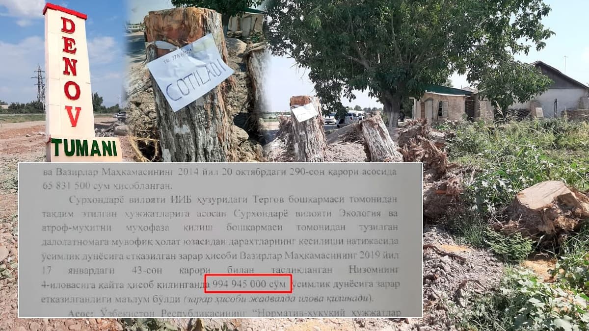 Стоимость вырубленных в Денау 109 деревьев составила не 65 млн, а почти 1 млрд сумов