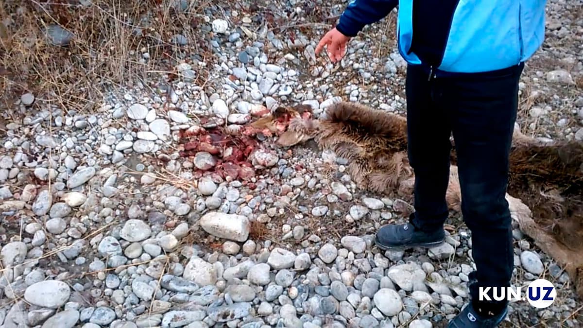 Jomboyda «Qizil kitob»ga kiritilgan Buxoro xonguli otib o‘ldirildi
