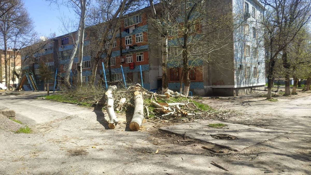 Chirchiqda daraxtlar kesilmoqda – aholi bundan norozi
