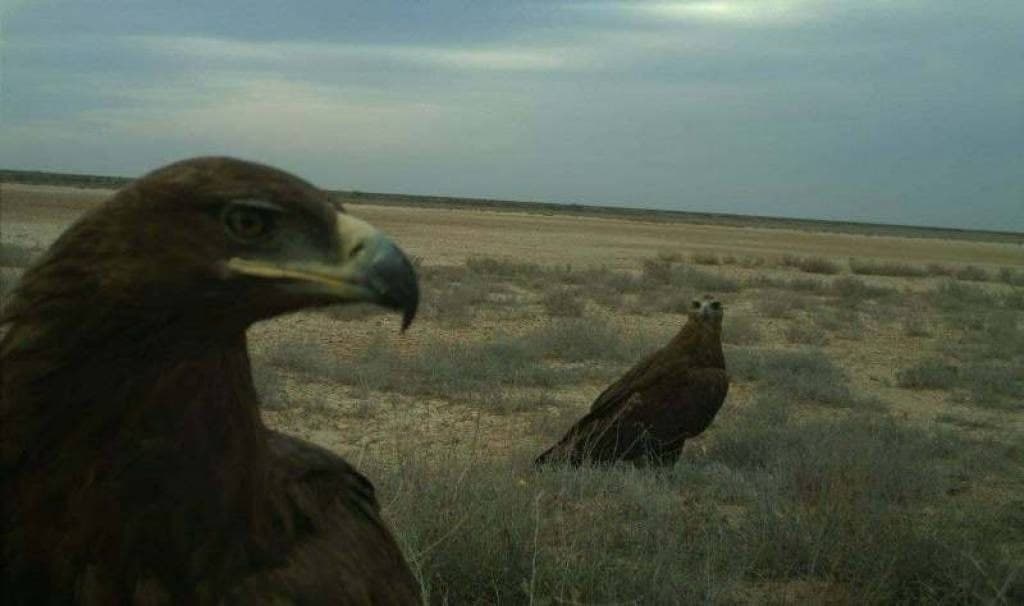 Редкие животные попали в фотоловушку в Устюрте