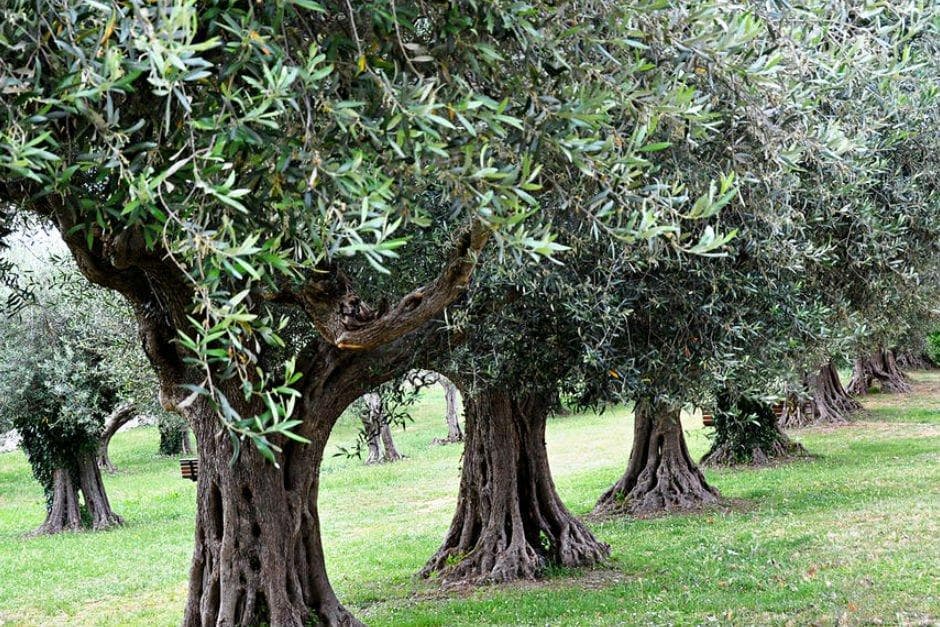 Surxondaryoda 500 gektar maydonda zaytun plantatsiyasi barpo etiladi