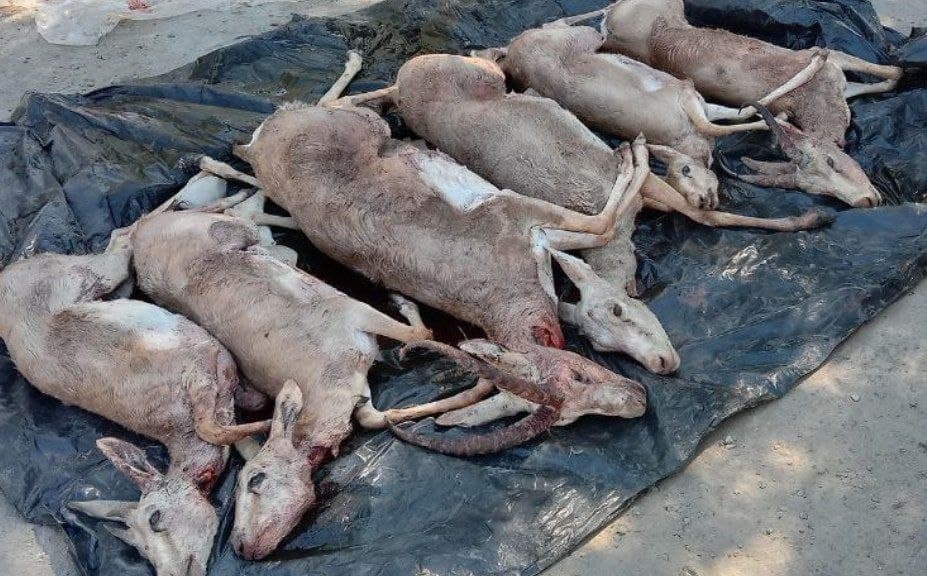 Qoraqalpog‘istonda brakonerlar inspektorlardan qochib 6 ta kiyikni yo‘lga tashlab ketdi