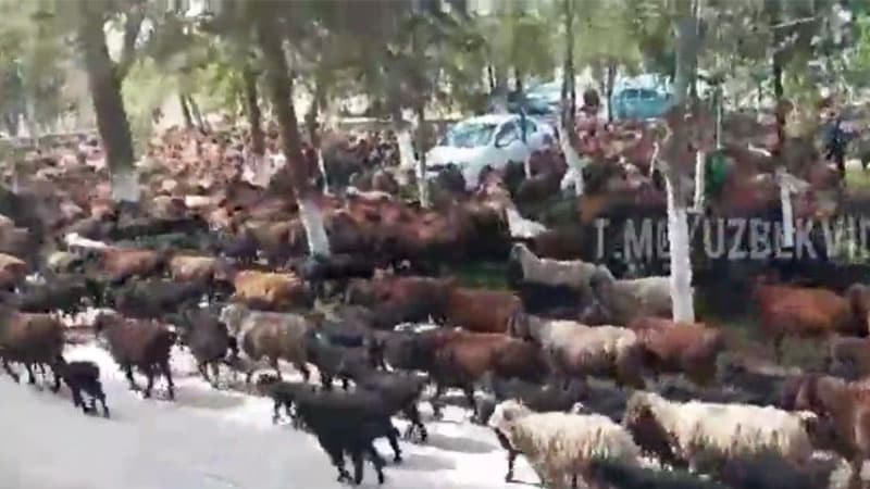 К зданию районного хокимията в Самаркандской области пригнали стадо овец - видео