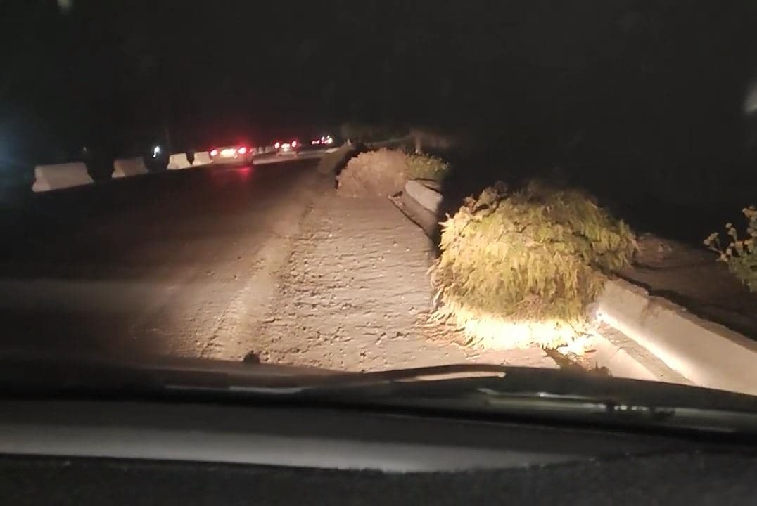 Andijonda 28 tup qimmatbaho daraxt kesib tashlandi