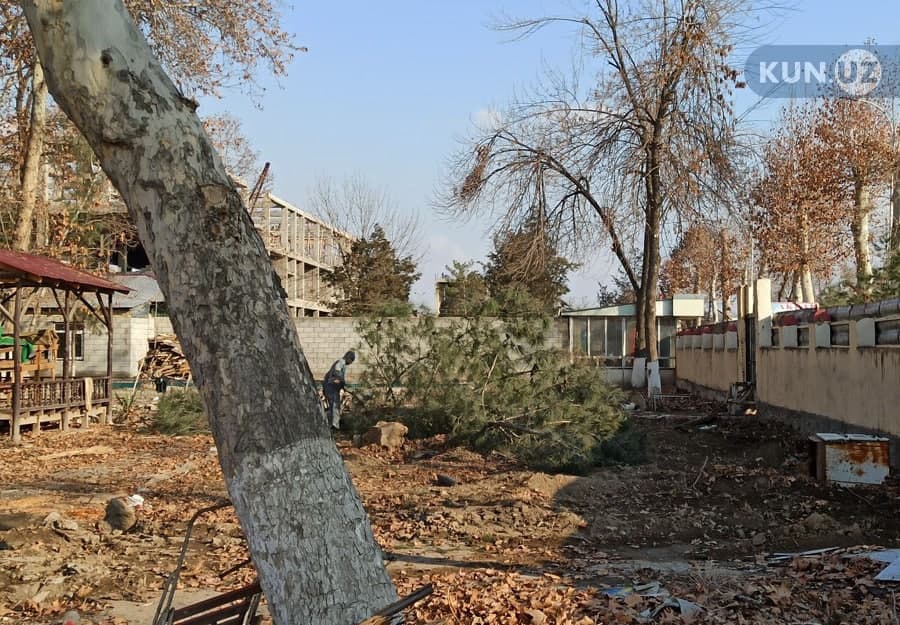 Andijonda yana «daraxtkushlik»: Asakada 10 ga yaqin ko‘p yillik daraxt kesib yuborildi - fotolar