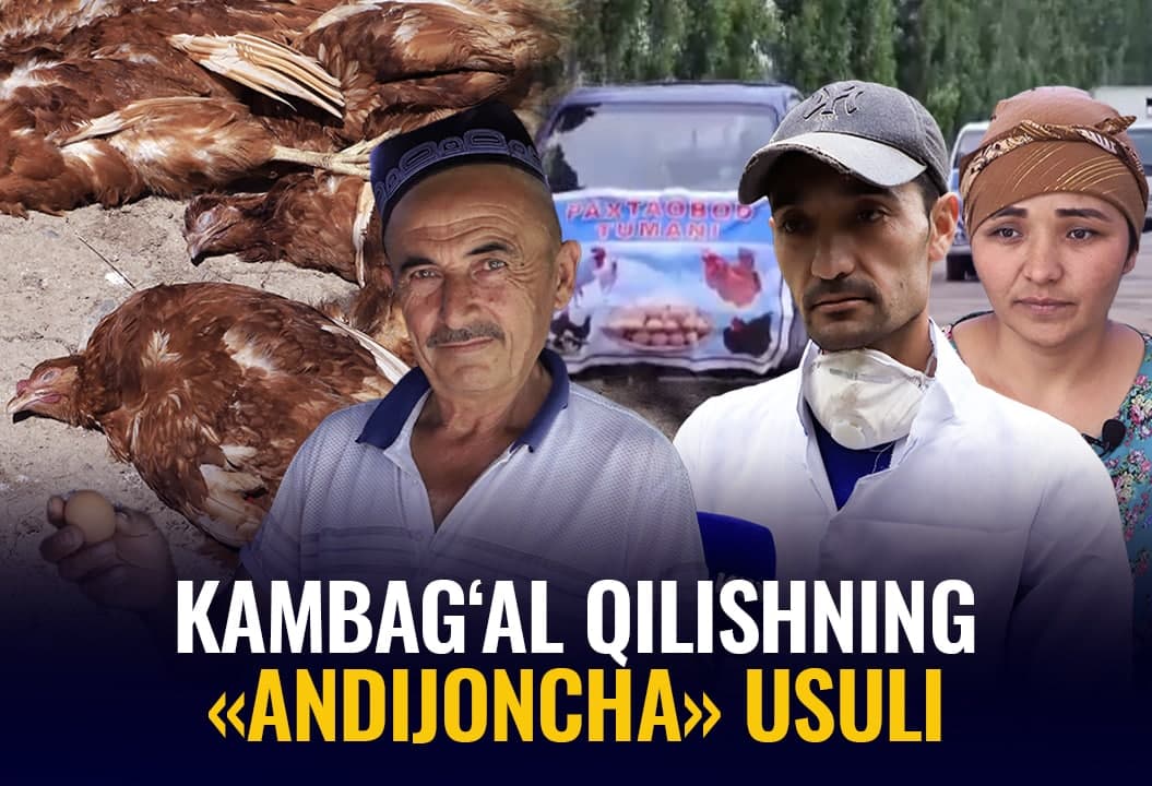 «Qizil tovuqlar mojarosi». Andijonliklarni qarzga botirayotgan kampaniyani kim to‘xtatadi?