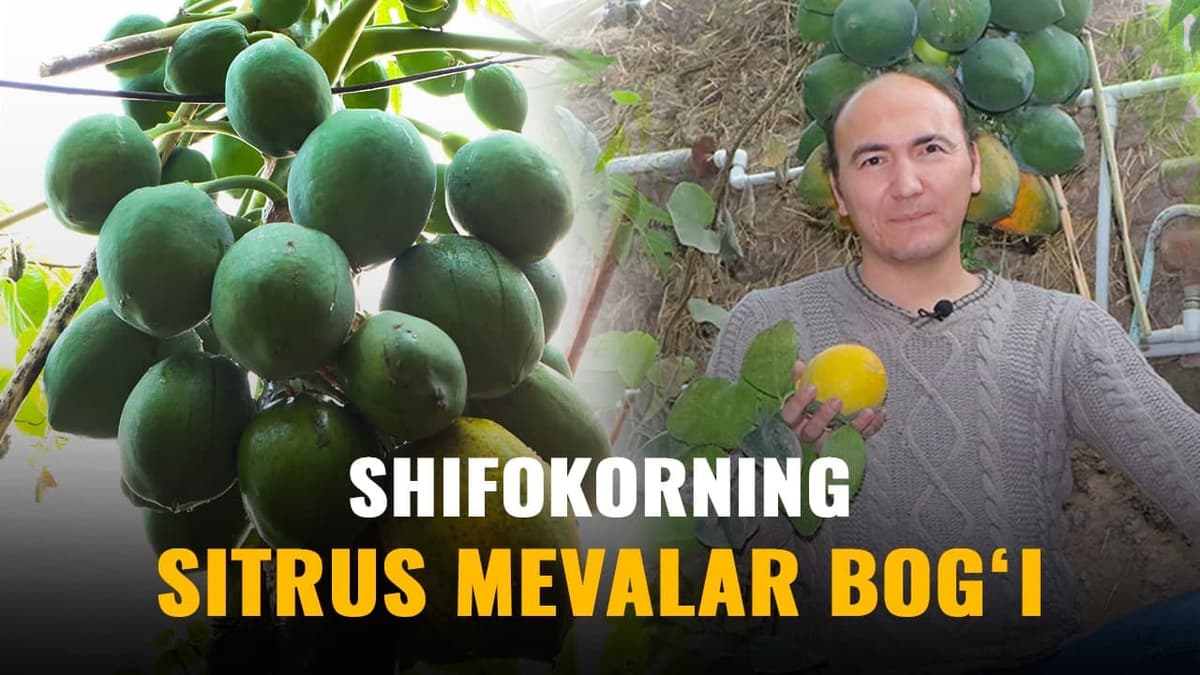 “Papayya, zaytun, kivi va banan pishdi” - buloqboshilik shifokorning ajabtovur bog‘i
