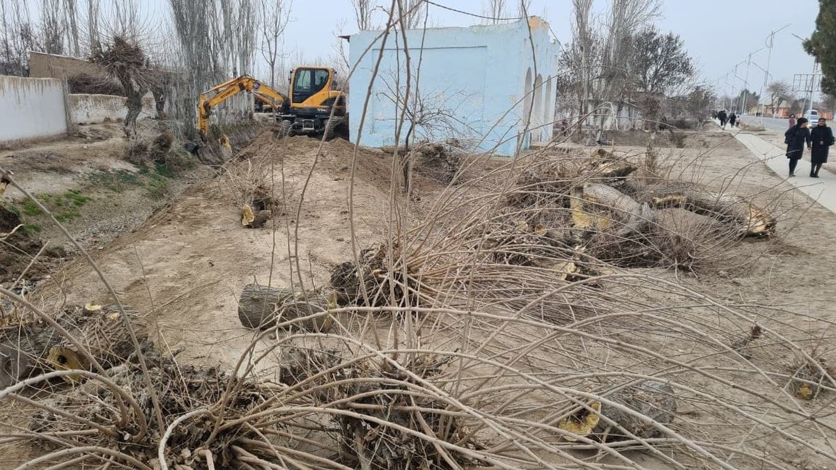 Qashqadaryoda ariq tozalash bahonasida 10 tup daraxt noqonuniy tarzda ildizi bilan qo‘porib tashlandi