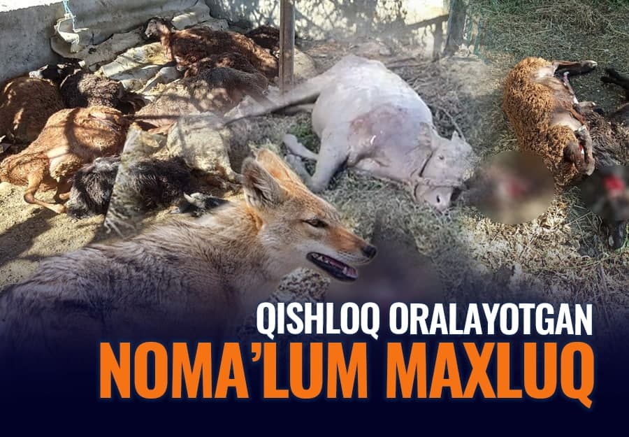 Navoiyda noma’lum maxluq qo‘ylarni bo‘g‘izlab ketdi
