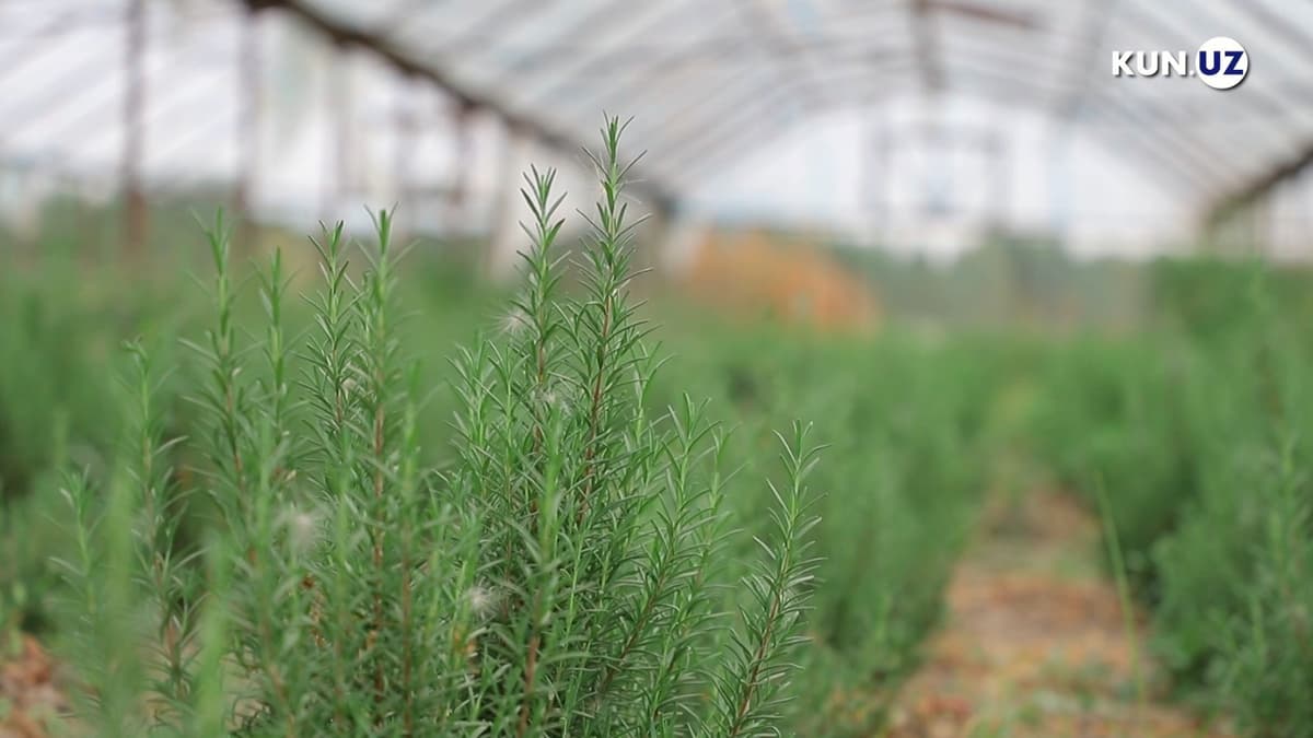 2022 yilda qariyb 5 ming gektar maydonda dorivor o‘simliklar plantatsiyalari barpo etiladi