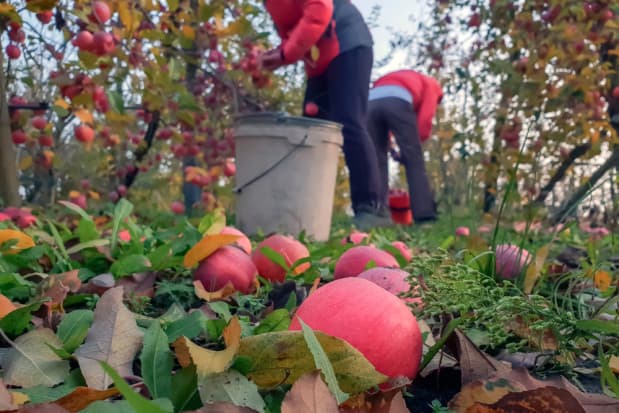 Polish farmers ask the authorities to simplify hiring of Uzbek migrants