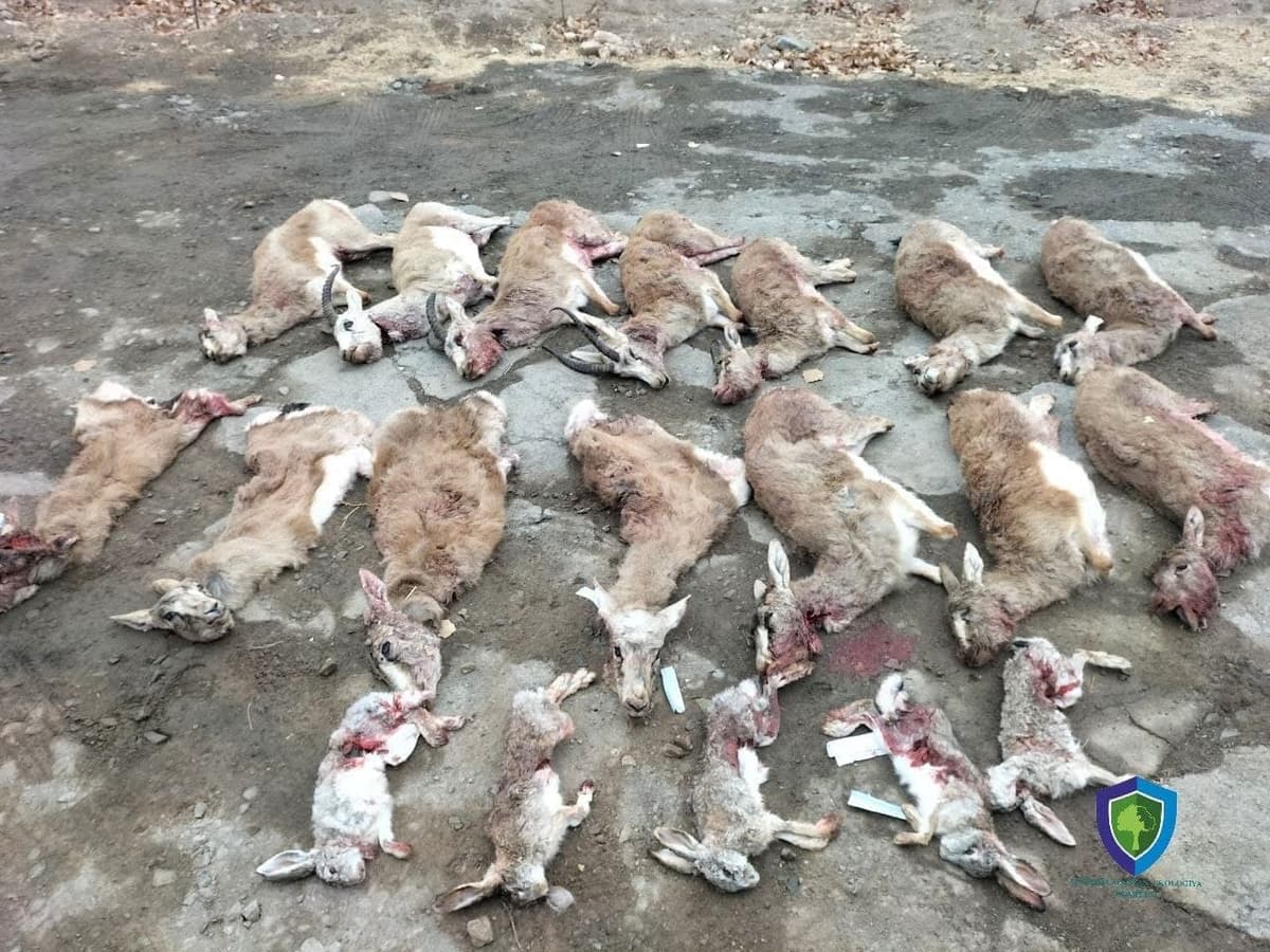 В Каракалпакстане браконьеры добыли 14 джейранов, занесенных в «Красную книгу»
