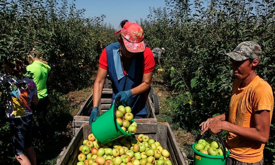 Польский депутат предложил заменить украинцев узбекскими мигрантами для уборки урожая 