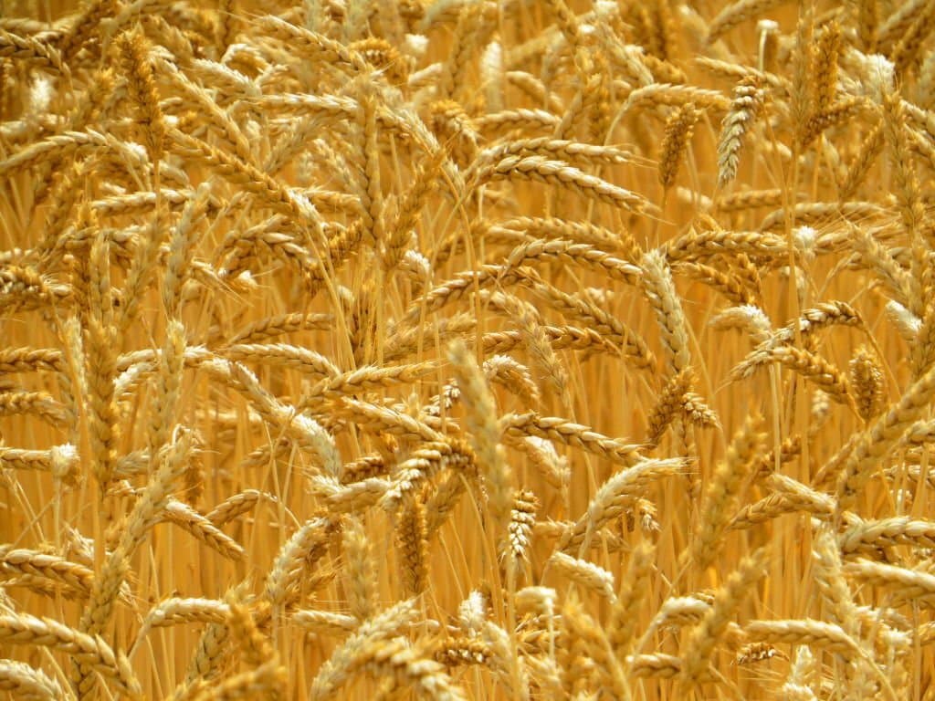 Uzbekistan plans to harvest over 2.5 million tons of wheat