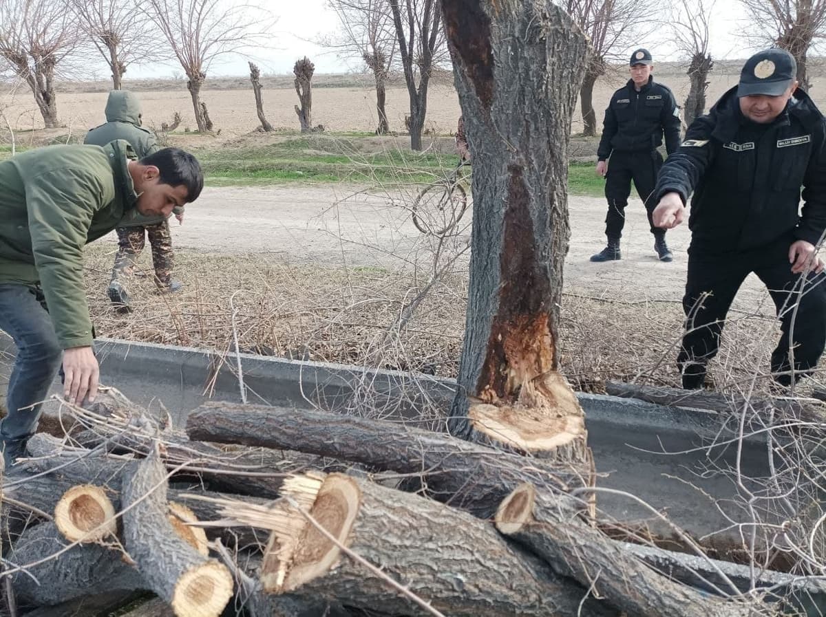 В Ташкентской области незаконно срубили 64 дерева