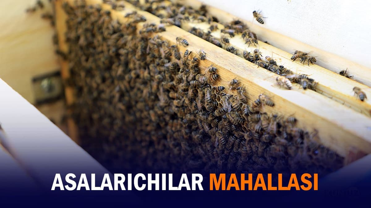 «Bir yilda uch marta asal olinadi». Asalarichilikdan millionlar