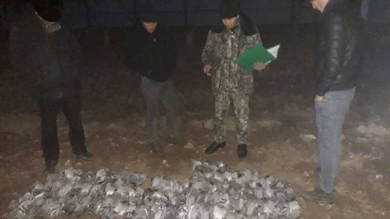 Qo‘ng‘irotlik ovchilar Shumanayda 150 dona yovvoyi kabutarni ovlashdi