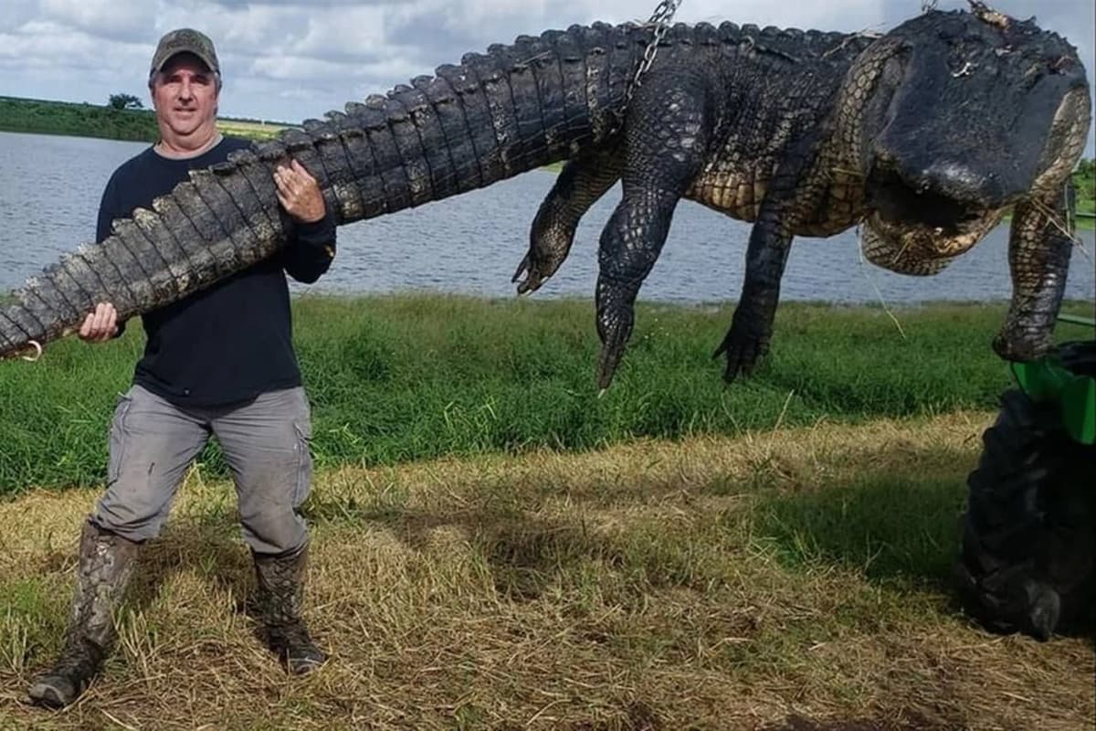 AQShda aholining chorvasi bilan oziqlangan ulkan alligator otib o‘ldirildi