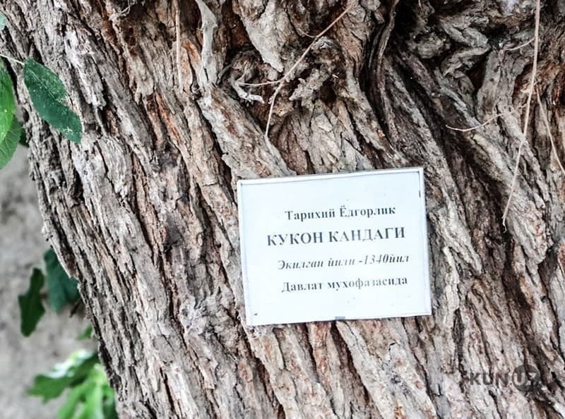 700 yoshli tut daraxtiga shikast yetkazgan fuqaro jarimaga tortildi