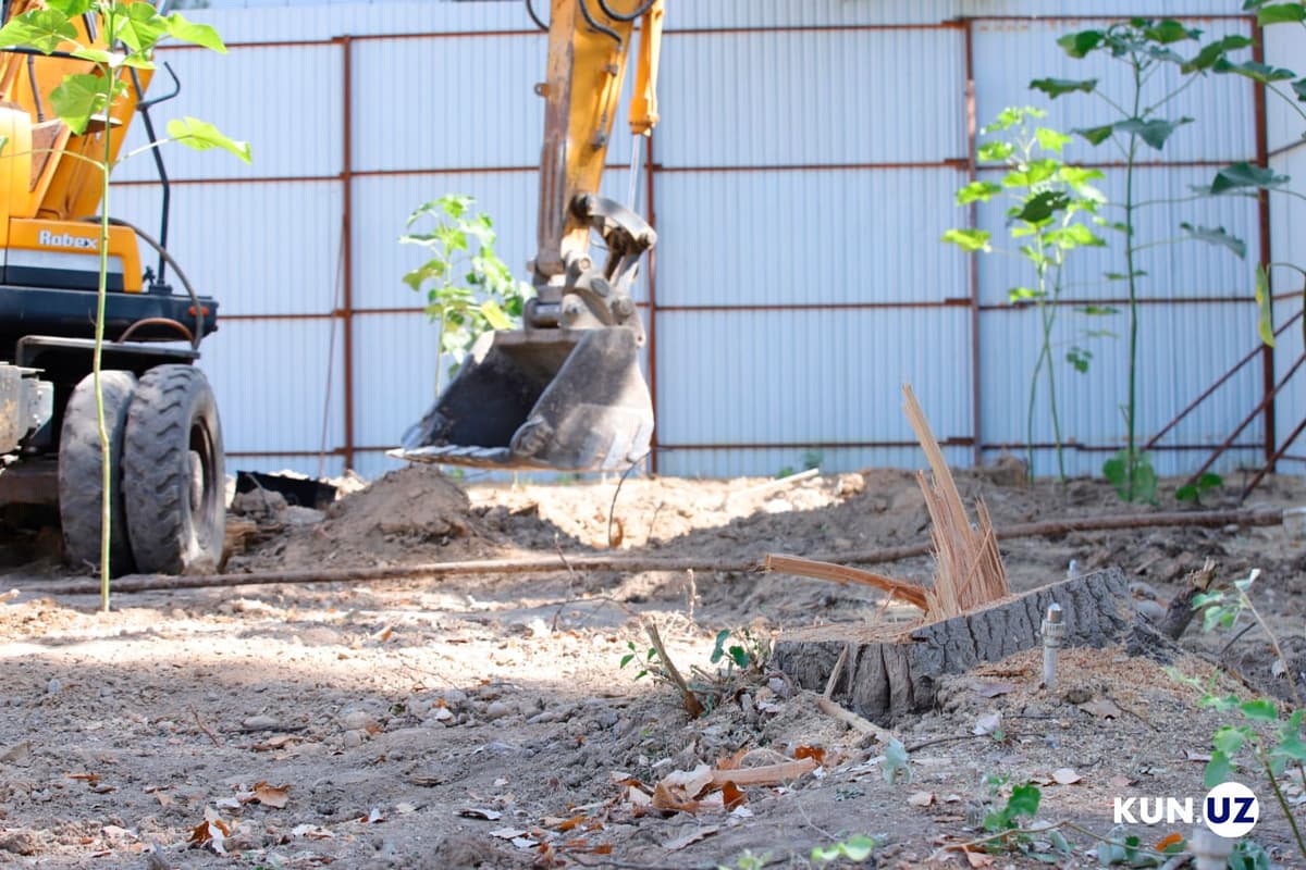 Чилонзорда кесилган 58 туп дарахт иши бўйича 3 киши ушланди