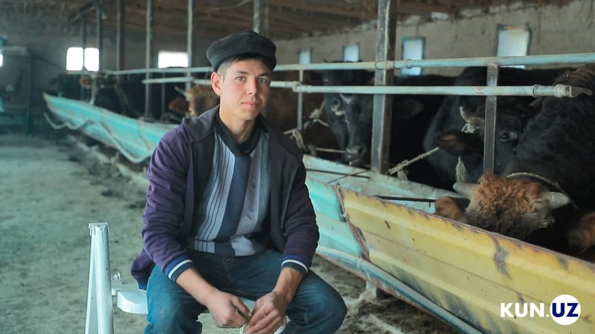 Mollarga kunjara bersak qoplamaydi - Mingbuloqlik chorvador