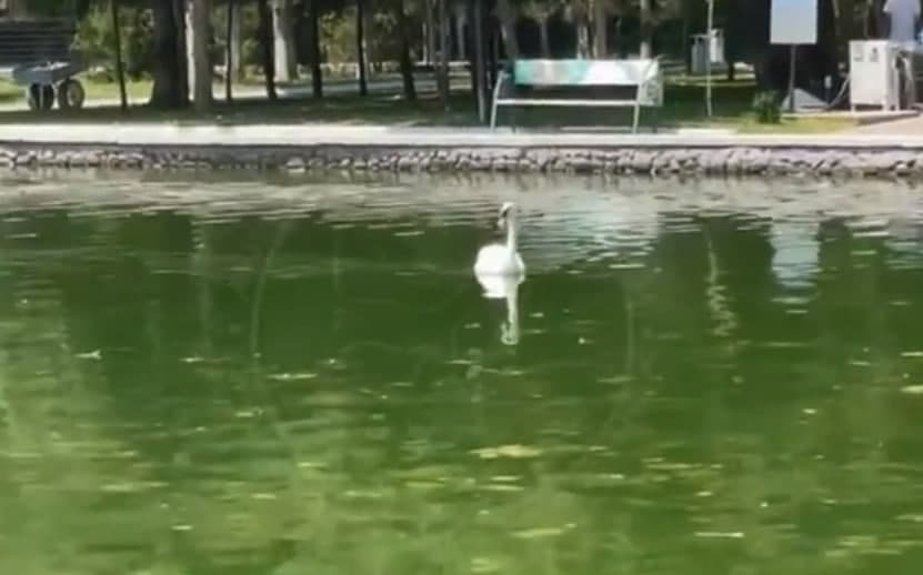 13-летний мальчик отрезал голову лебедю из Central Park и съел птицу вместе с семьей