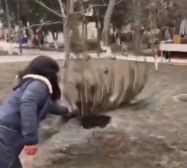 В Бухаре правоохранители оштрафовали мать девушки, которая вырвала перья у павлина
