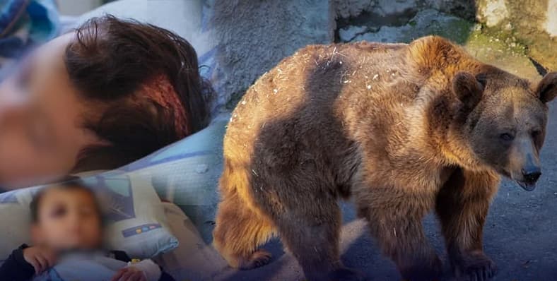 История девочки, брошенной в вольер с медведем: вопросы, которые остаются открытыми