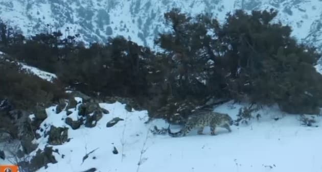 В фотоловушку попали снежные барсы
