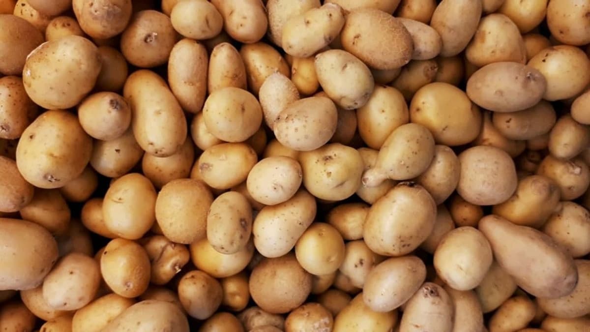 O‘zbekistonga import kartoshka asosan Pokistondan olib kelinmoqda 