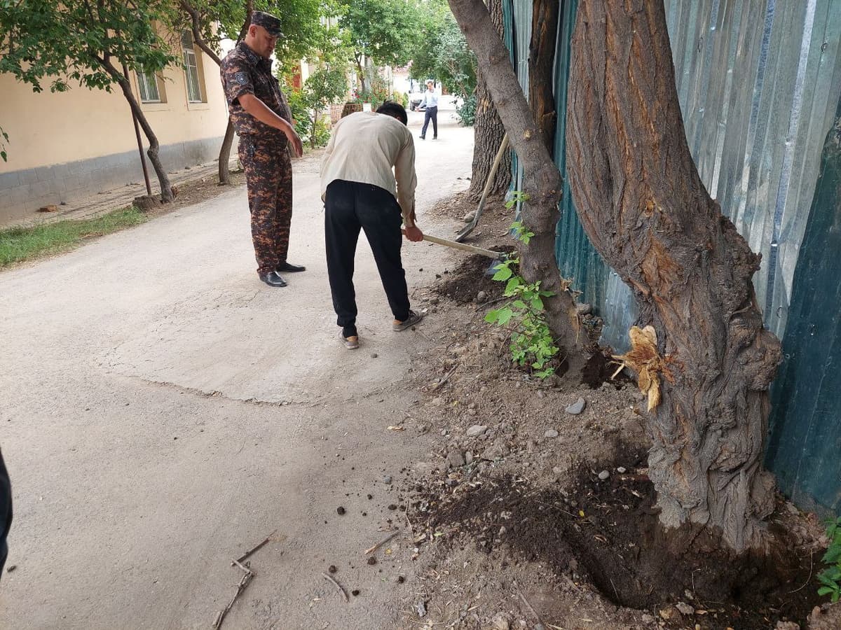 В Ташкенте деревья залили керосином, чтобы позже спилить их