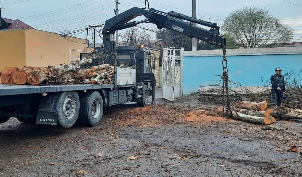 Moratoriyga qaramasdan Farg‘onada daraxt kesish holati aniqlandi