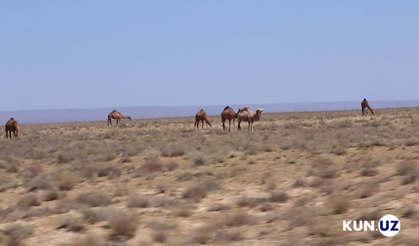 Several regions in Uzbekistan shatter heat records in July