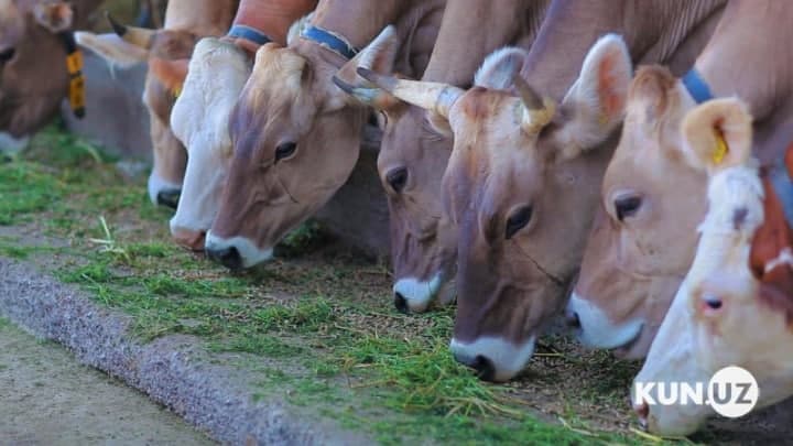 FDA to provide a loan of €100 million for development of animal husbandry in Uzbekistan