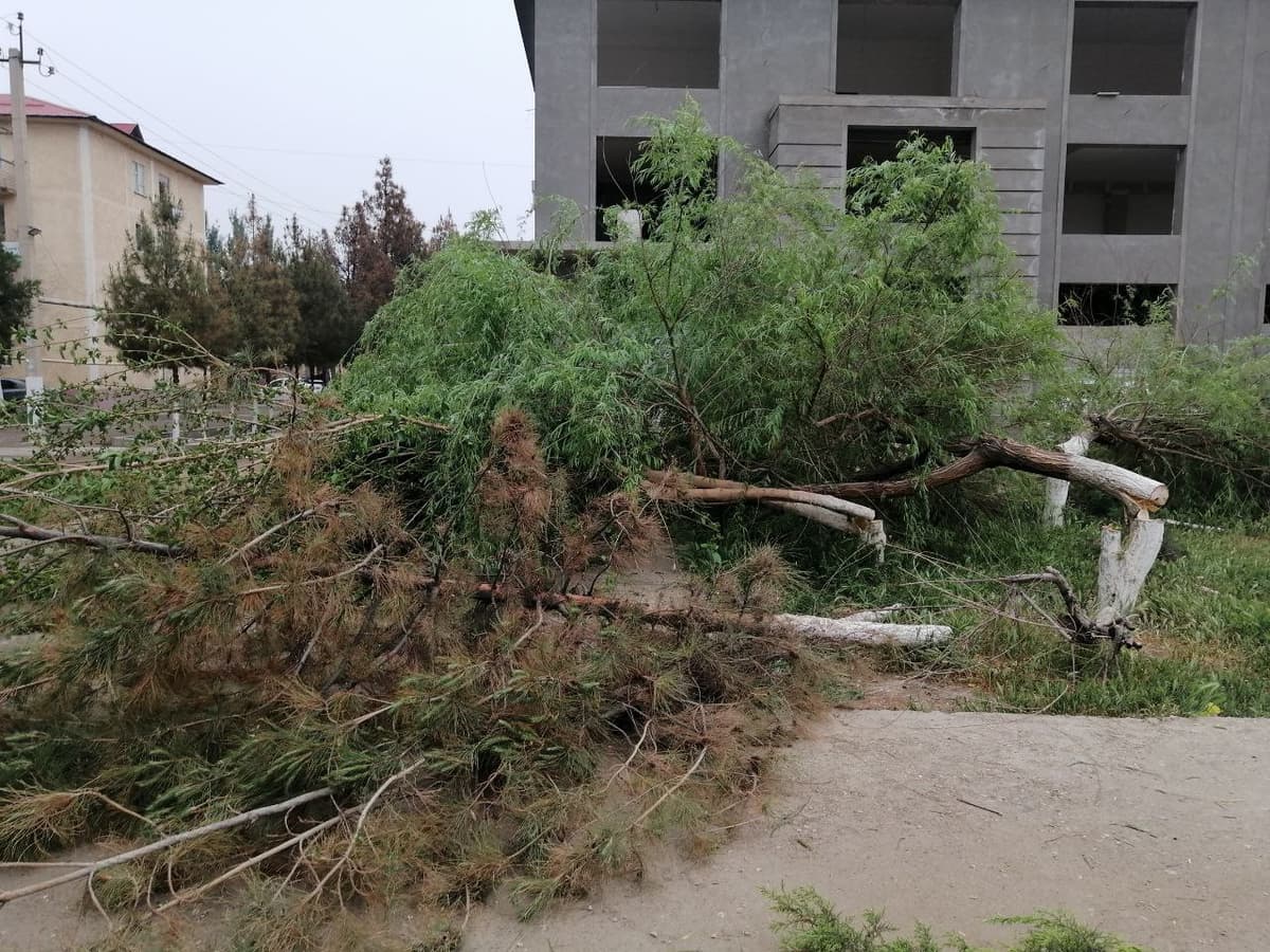 Qarshida 35 tup manzarali daraxt tunda kesib ketildi