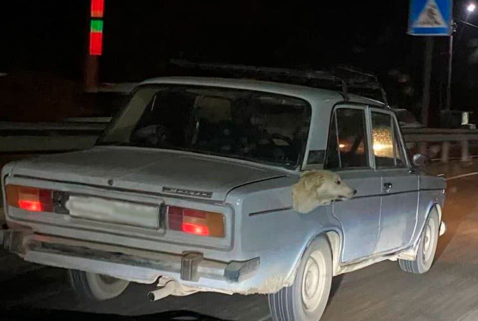 «Приклеил к машине голову мертвой собаки»: сотрудники ОВД выяснили, что было на самом деле