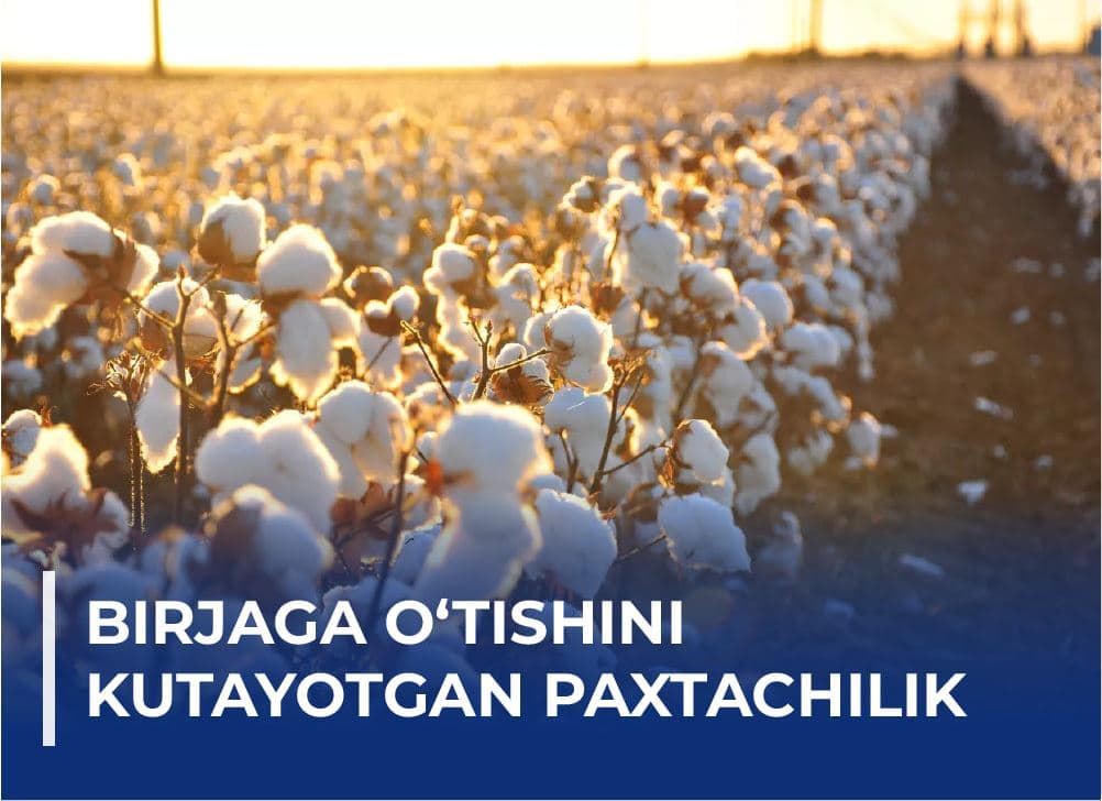 G‘allachilikda endi xursandchilik, paxtachilik navbatini kutyapti