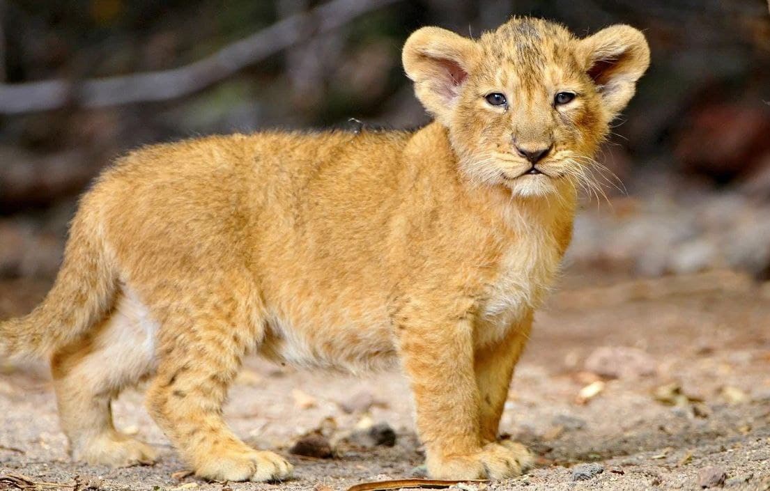 Uzbekistan bans keeping more than 66 species of wild animals at home