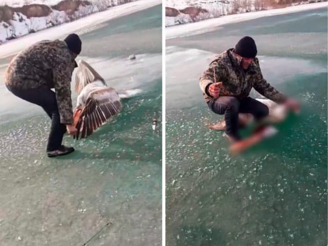 Qizil kitobga kiritilgan saqoqushni ovlagan fuqaroning shaxsi aniqlandi