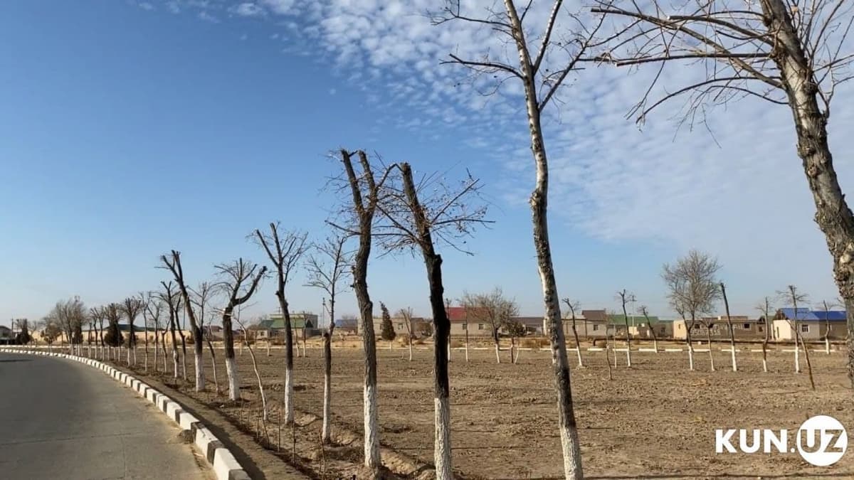 President rejects the law which provided for new penalties for illegal felling of trees
