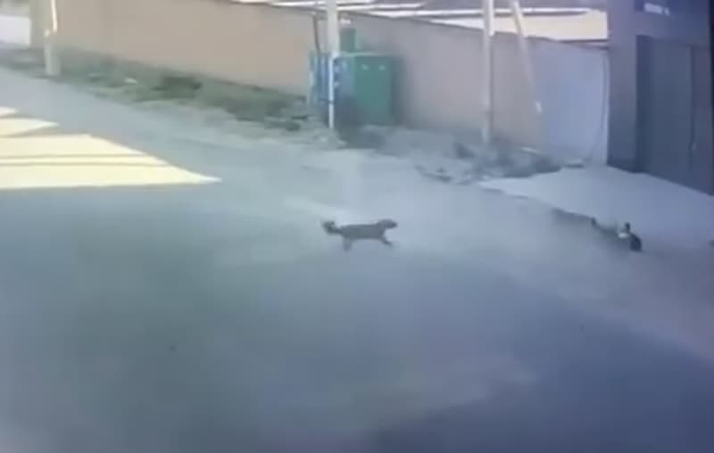 В Самарканде собаки напали на ребенка