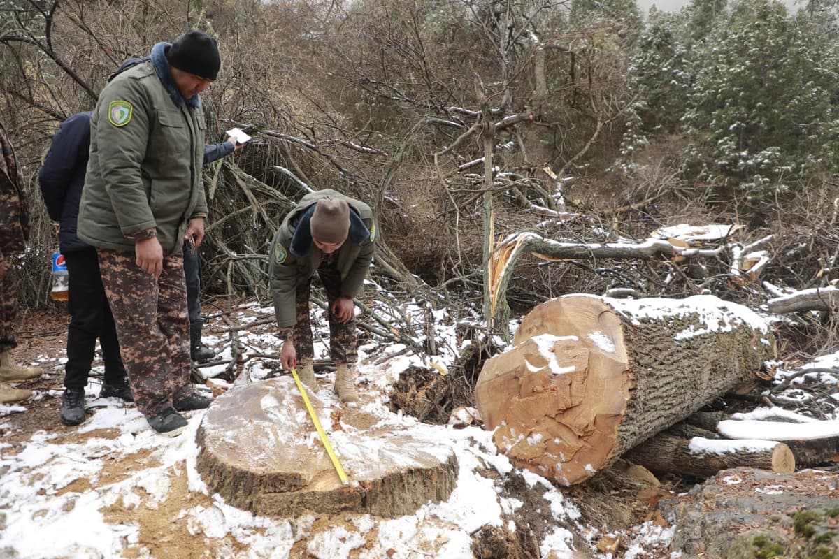 Surxondaryoda tog‘ o‘rmonidan 51 tup daraxt kesib tashlangani aniqlandi