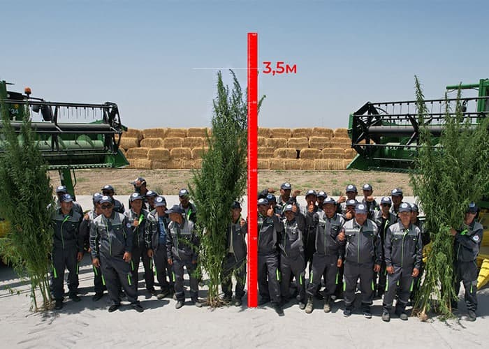RS SUCCESS AGRO O‘zbekistonda kanopchilik an’analarini qayta tiklamoqda