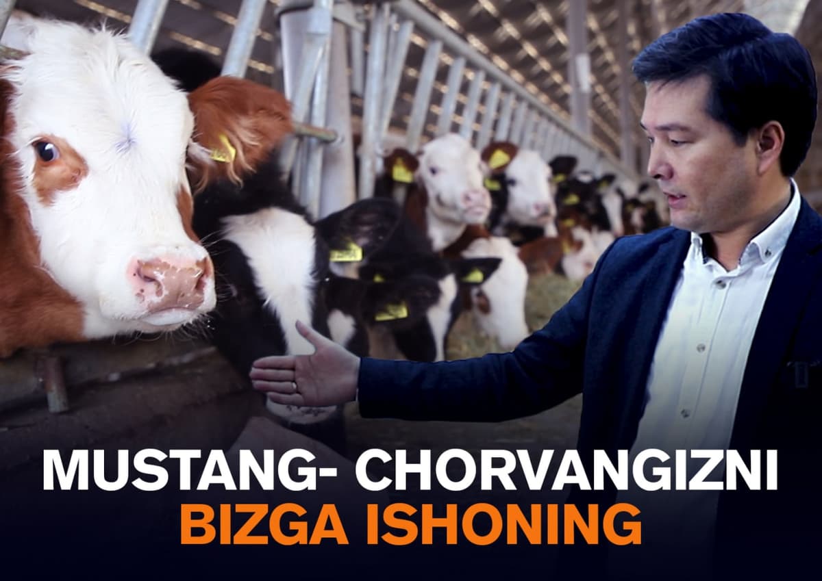 Mustang kompaniyasi chorva va parrandachilik uchun tayyor tabiiy ozuqalar yetkazib berishni boshladi