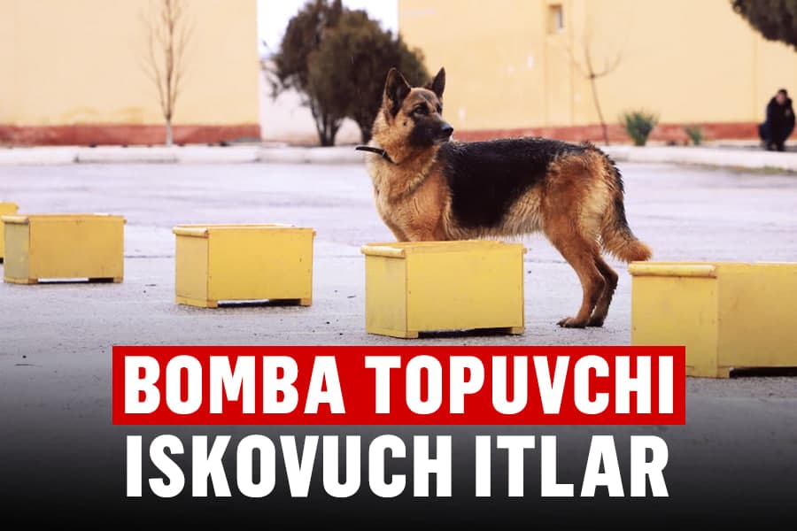 Gumondor, narkotik va bombani topadigan iskovuch itlar qanday tayyorlanadi?