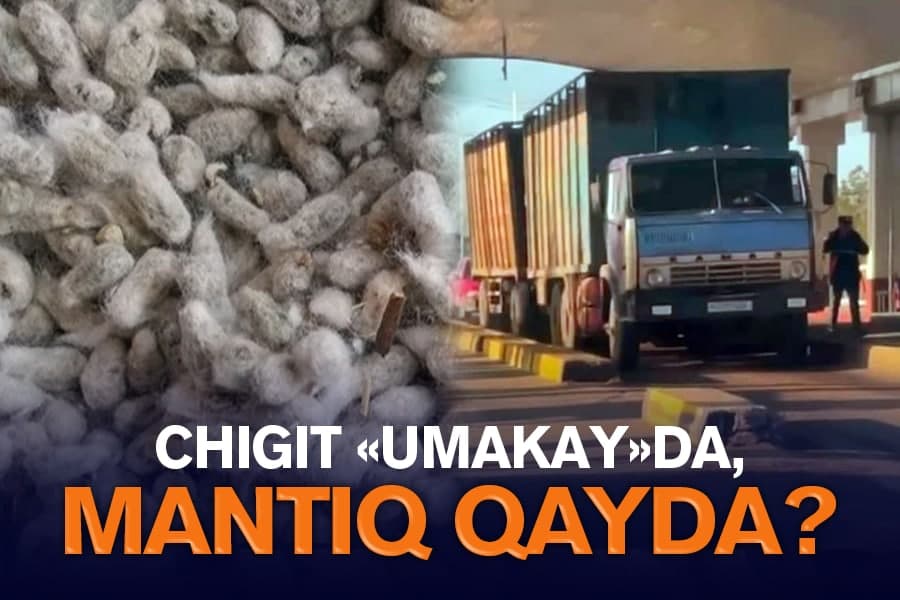 Har mavsumda shu bo‘lar takror. Qashqadaryoda yana chigit mashmashasi boshlandi