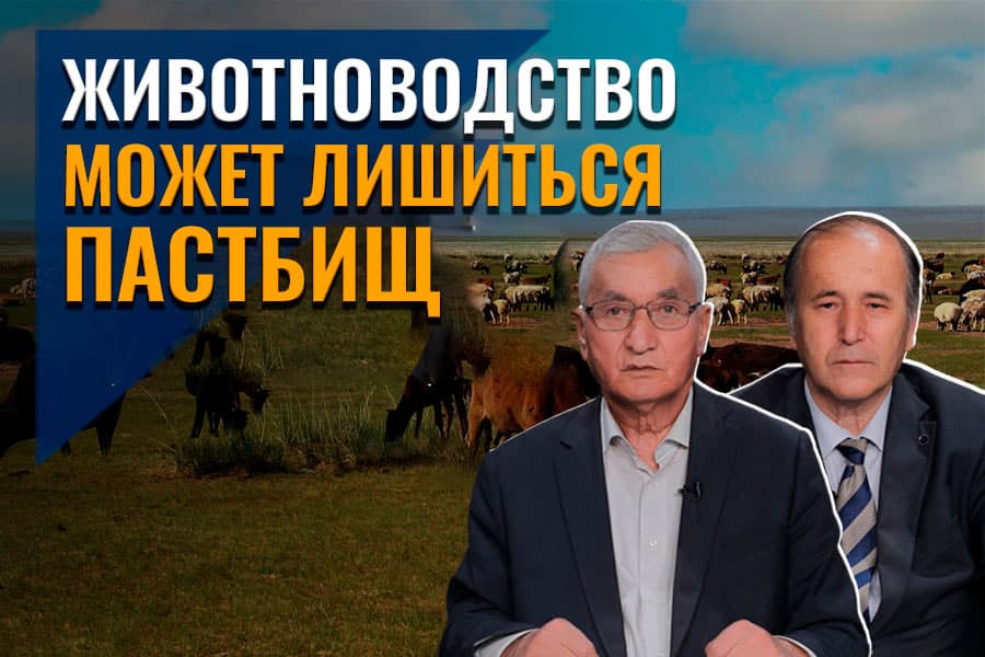 Животноводство под угрозой, если мы не изменим порядок выпаса скота – по мнению ученых, данный вопрос обходят стороной 