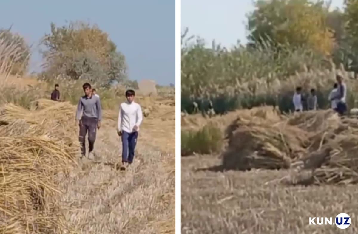 Khorezm farmer punished for attracting schoolchildren to rice harvesting 